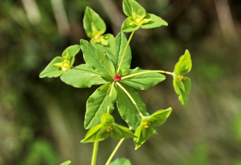 Euphorbia dulcis